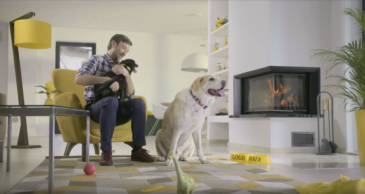 Dogs Trust Sterilizacija